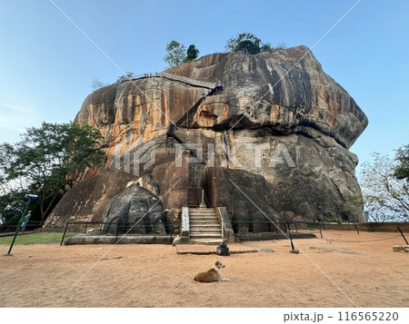 シギリアロック 116565220