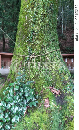 武蔵寺 武蔵寺 116565270