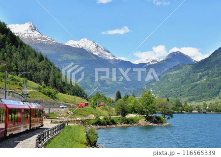 湖畔の平坦な線路を進むベルニナ線の列車 116565339