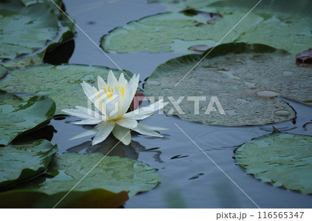水面に浮かぶ睡蓮の花 水面に浮かぶ睡蓮の花 116565347
