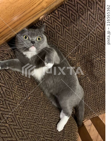 伸びてるねこのこてつくん　ブリティッシュショートヘア4歳 116565362