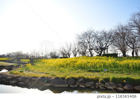 上堰潟公園の菜の花（新潟県） 116565406