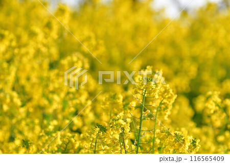 上堰潟公園の菜の花(新潟県) 上堰潟公園の菜の花(新潟県) 116565409