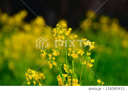 上堰潟公園の菜の花(新潟県) 上堰潟公園の菜の花(新潟県) 116565411