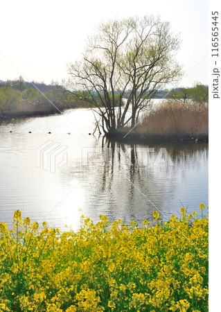 上堰潟公園の菜の花（新潟県） 116565445