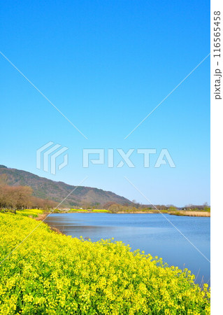 上堰潟公園の菜の花(新潟県) 上堰潟公園の菜の花(新潟県) 116565458