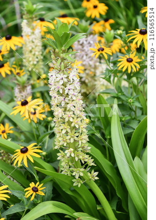 ユーコミス 116565514