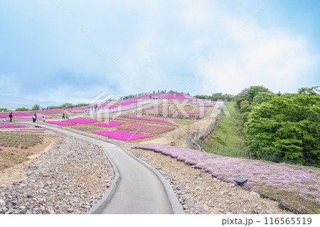 茶臼山高原の芝桜の丘に咲く芝桜(愛知県) 116565519