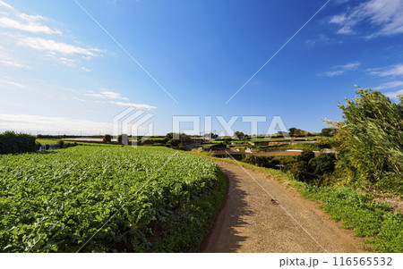 青空と畑のある風景 116565532
