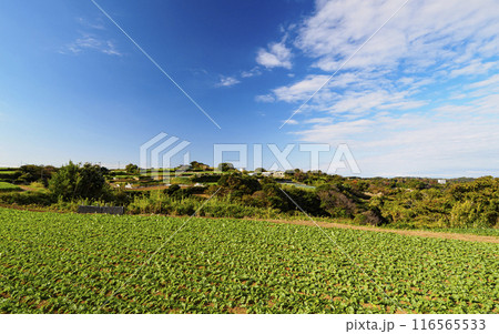 青空と畑のある風景 青空と畑のある風景 116565533