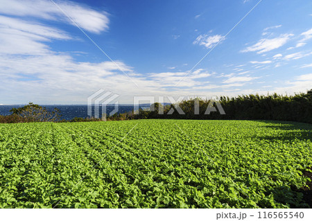 青空と畑のある風景 116565540