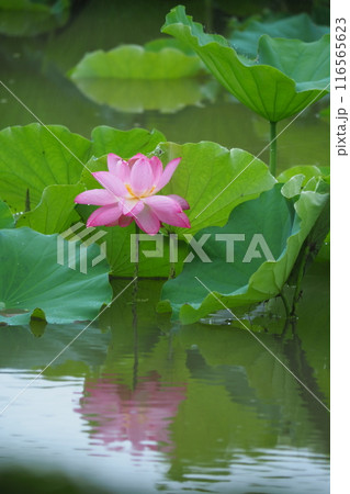 池に咲くピンク色の蓮の花 116565623