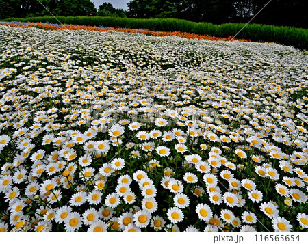 花夢の里 花夢の里 116565654