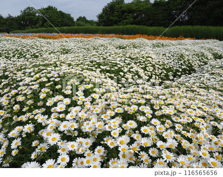 花夢の里 116565656