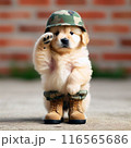 戦闘犬 116565686