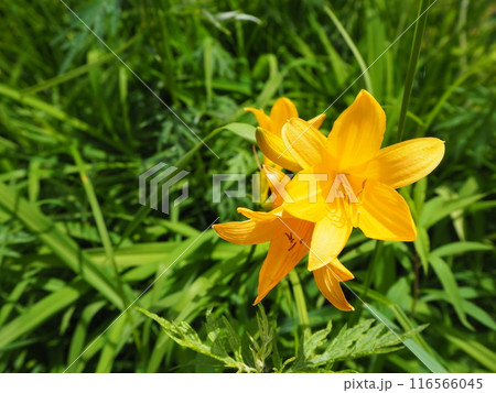 黄色いエゾカンゾウの花 116566045