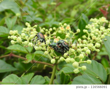 ヤブガラシの上で交尾中の「マメコガネ」 116566091