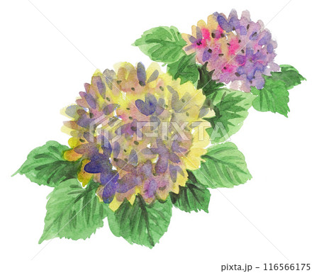 水彩で描いた紫陽花24716pix7 116566175