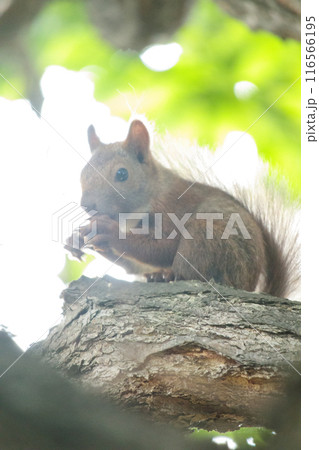 木の実を食べるエゾリス 木の実を食べるエゾリス 116566195