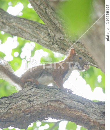 木の枝の上で木の実をくわえたリス 116566197