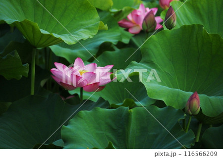 葉の間から顔を出す蓮 116566209