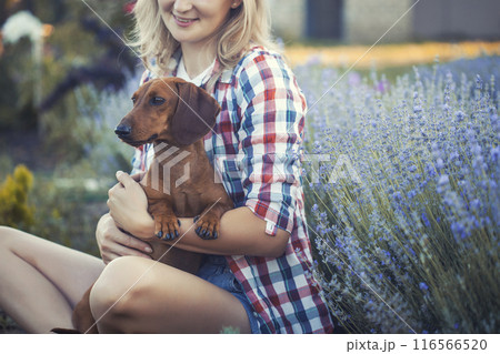 dachshund with his owner in a sunny summer lavender park dachshund with his owner in a sunny summer lavender park 116566520