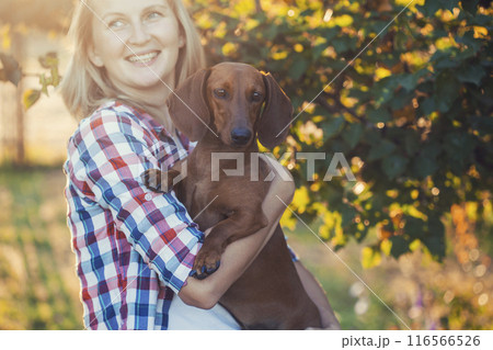 dachshund playing with his owner in a sunny summer park 116566526