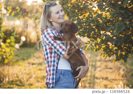 dachshund playing with his owner in a sunny summer park 116566528