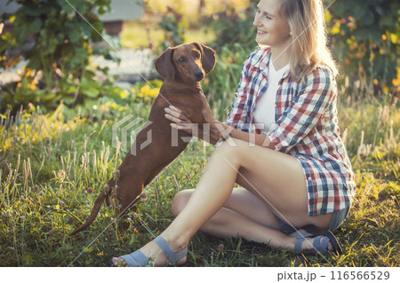 dachshund playing with his owner in a sunny summer park 116566529