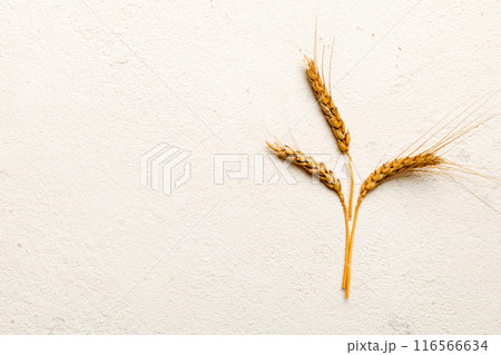 Sheaf of wheat ears close up and seeds on colored background. Natural cereal plant, harvest time concept. Top view, flat lay with copy space. world wheat crisis Sheaf of wheat ears close up and seeds on colored background. Natural cereal plant, harvest time concept. Top view, flat lay with copy space. world wheat crisis 116566634