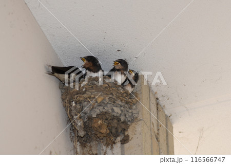 ツバメ　ヒナ　鎌倉市内 116566747