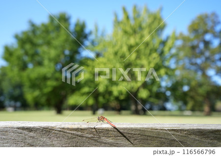 富山市に馬場記念公園の銀杏3 116566796