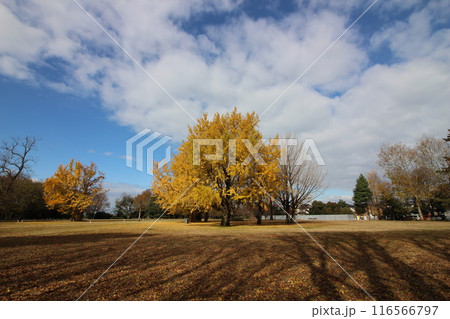 富山市に馬場記念公園の銀杏4 富山市に馬場記念公園の銀杏4 116566797