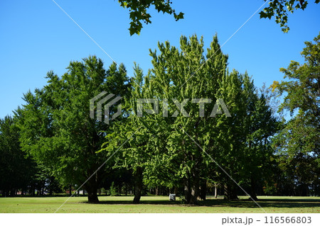 富山市に馬場記念公園の銀杏9 富山市に馬場記念公園の銀杏9 116566803