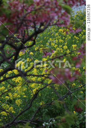 菜の花と桜 116567136