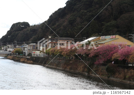 河津桜 116567142