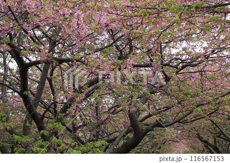 河津桜 116567153