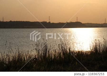 夕暮れの印旛沼 夕暮れの印旛沼 116567253