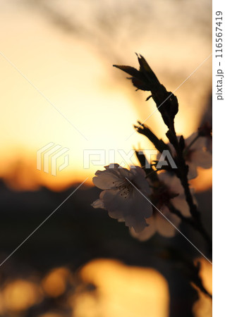 桜・満開 桜の開花 花とつぼみ #Cherry blossoms 桜イメージ 日本の花 #サクラ 桜・満開 桜の開花 花とつぼみ #Cherry blossoms 桜イメージ 日本の花 #サクラ 116567419