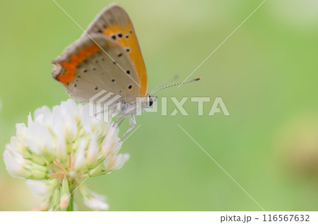 シロツメクサで休憩するベニシジミ蝶の居る草原の風景 シロツメクサで休憩するベニシジミ蝶の居る草原の風景 116567632