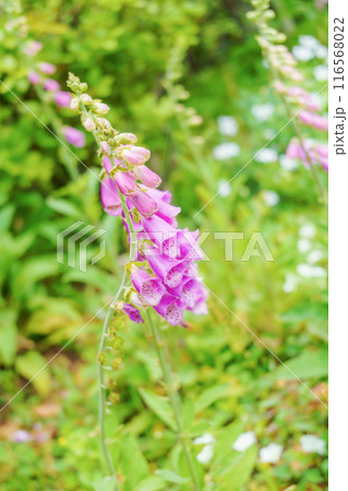 ジギタリスの花 ジギタリスの花 116568022