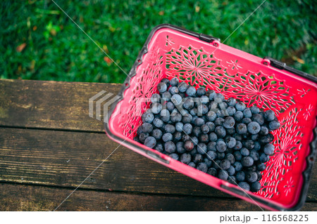 収穫したブルーベリー 116568225