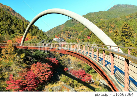 【徳島県】秋の祖谷ふれあい公園(祖谷ロマン橋) 【徳島県】秋の祖谷ふれあい公園(祖谷ロマン橋) 116568364