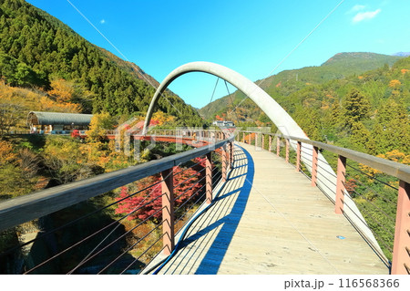 【徳島県】秋の祖谷ふれあい公園（祖谷ロマン橋） 116568366