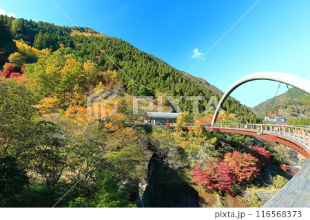 【徳島県】秋の祖谷ふれあい公園(祖谷ロマン橋) 【徳島県】秋の祖谷ふれあい公園(祖谷ロマン橋) 116568373