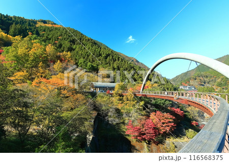 【徳島県】秋の祖谷ふれあい公園（祖谷ロマン橋） 116568375