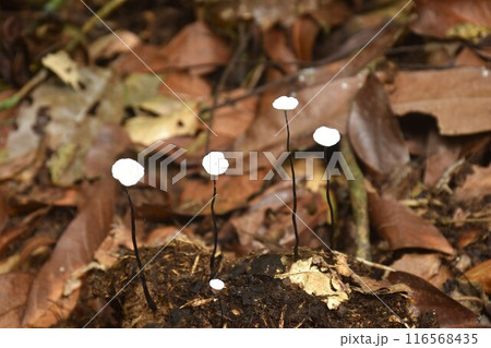 fungus mushroom bunch growing from decay log or animal stool on ground in Thailand forest 116568435