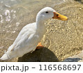 水辺にいるアヒルの写真 116568697