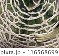 メロンの皮を上から間近で見た写真 116568699