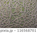 メロンの皮を横から間近で見た写真 116568701